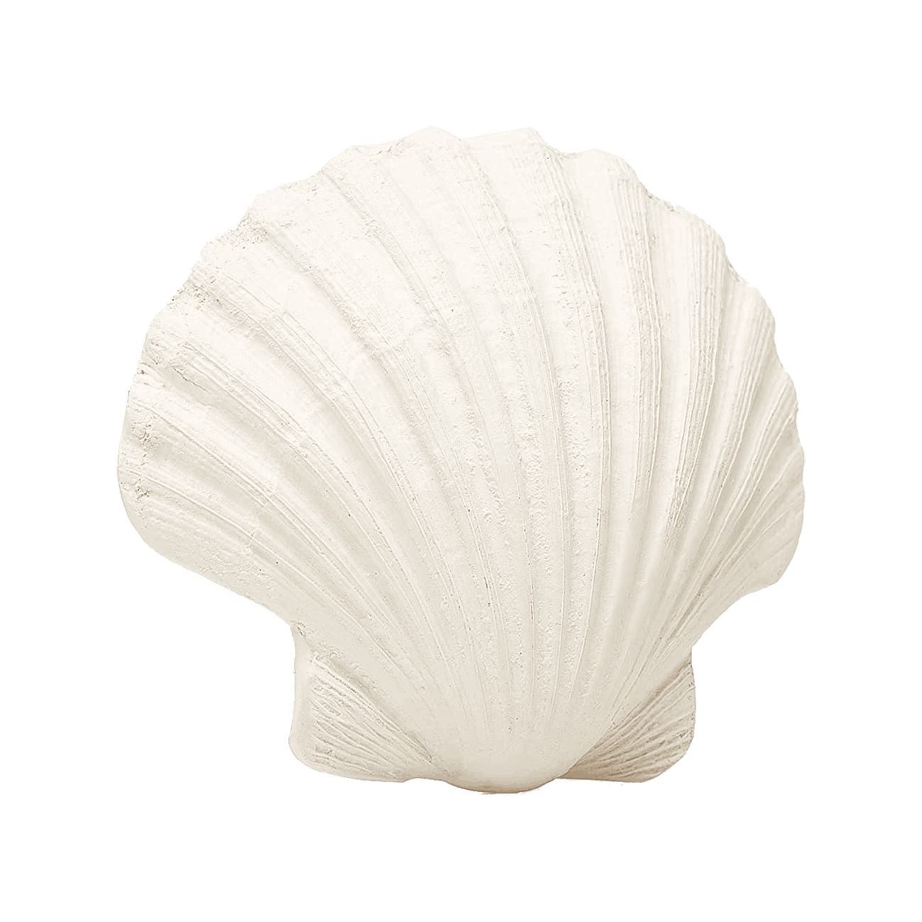 SCALLOP SHELL | None-Web-front