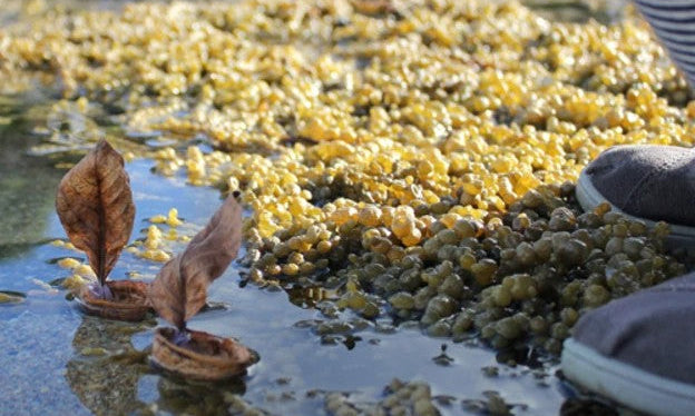 Family Activities: Natural Boat | Living