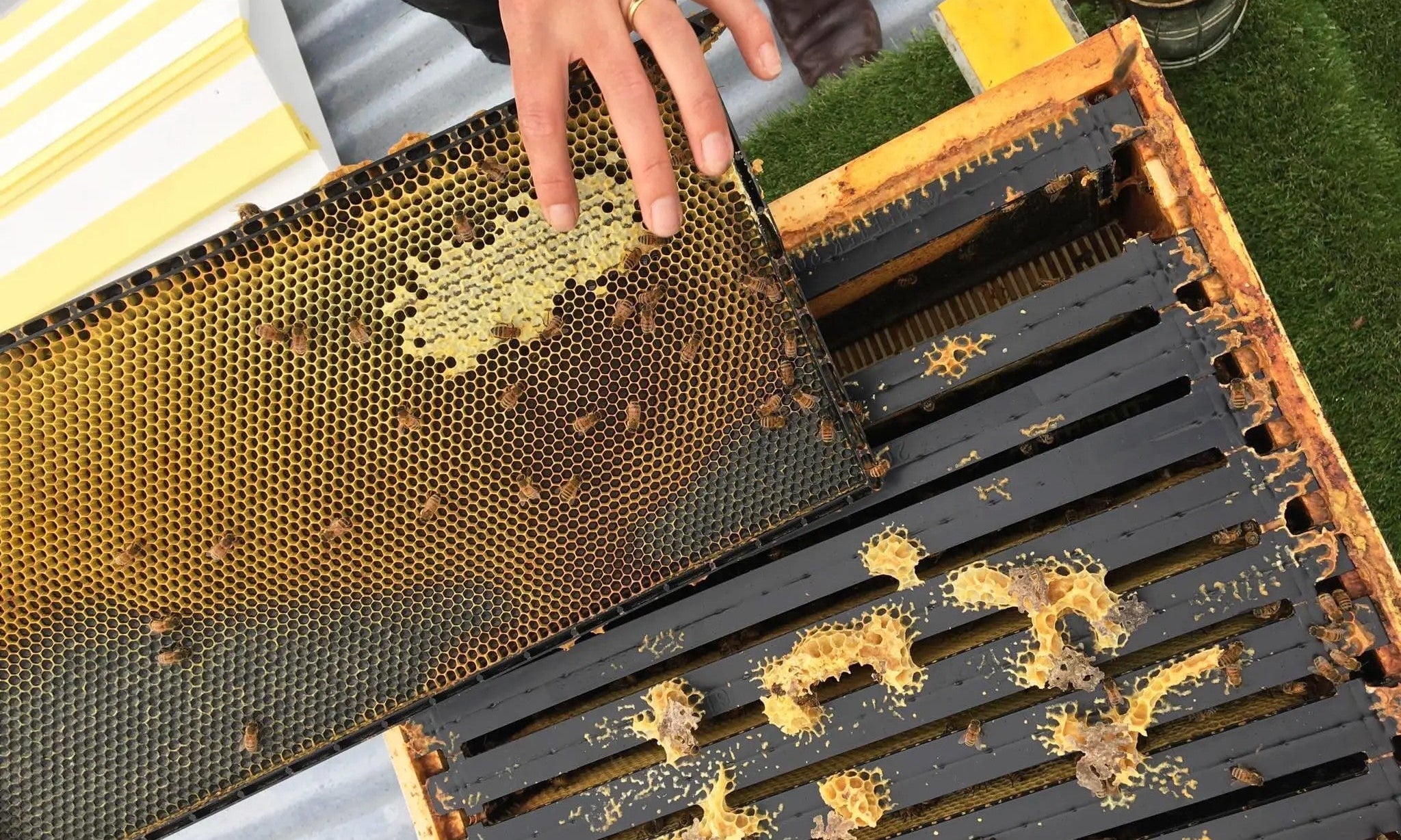 Nature Baby Store: Bees | Who We Are