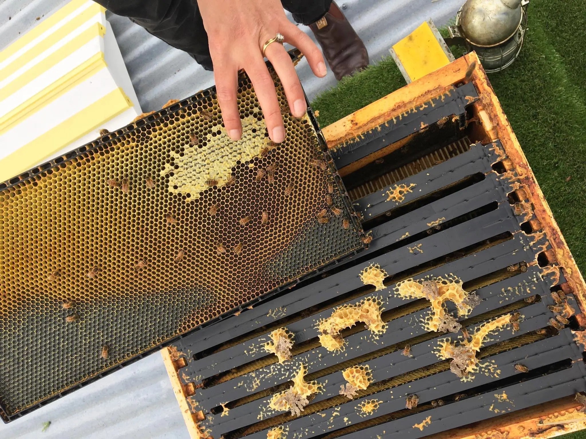 Nature Baby Store: Bees | Who We Are - Nature Baby