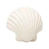 SCALLOP SHELL | None-Web-front